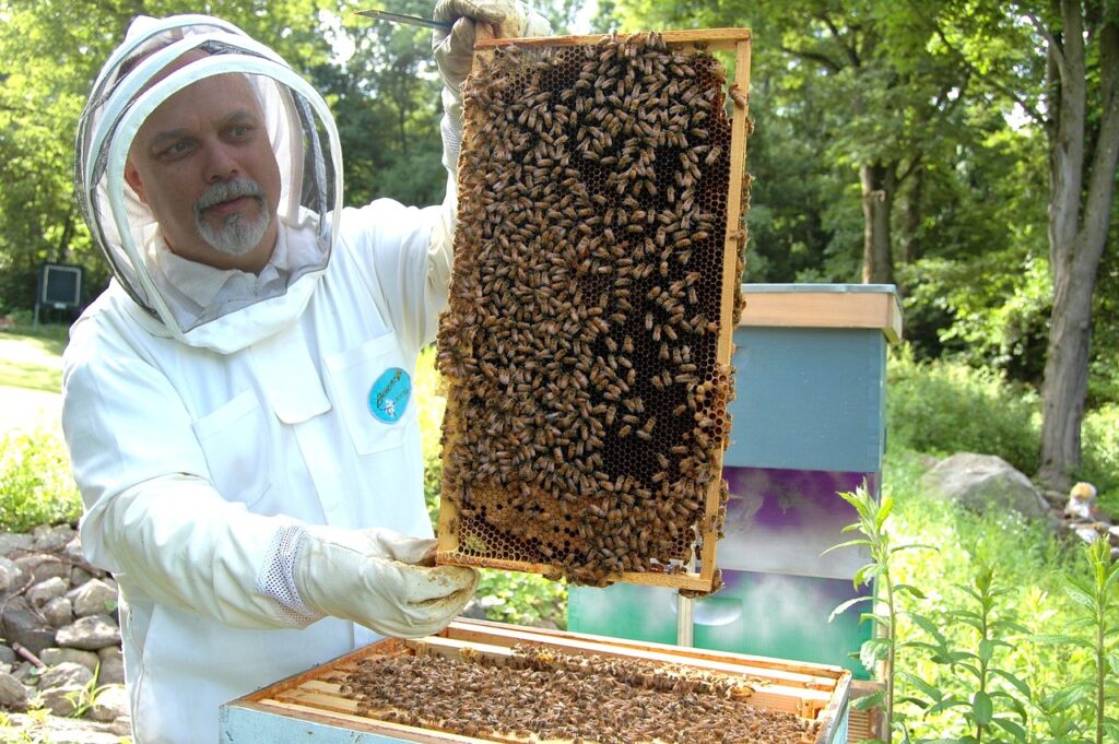 beekeeper, frame, beehive-682944.jpg